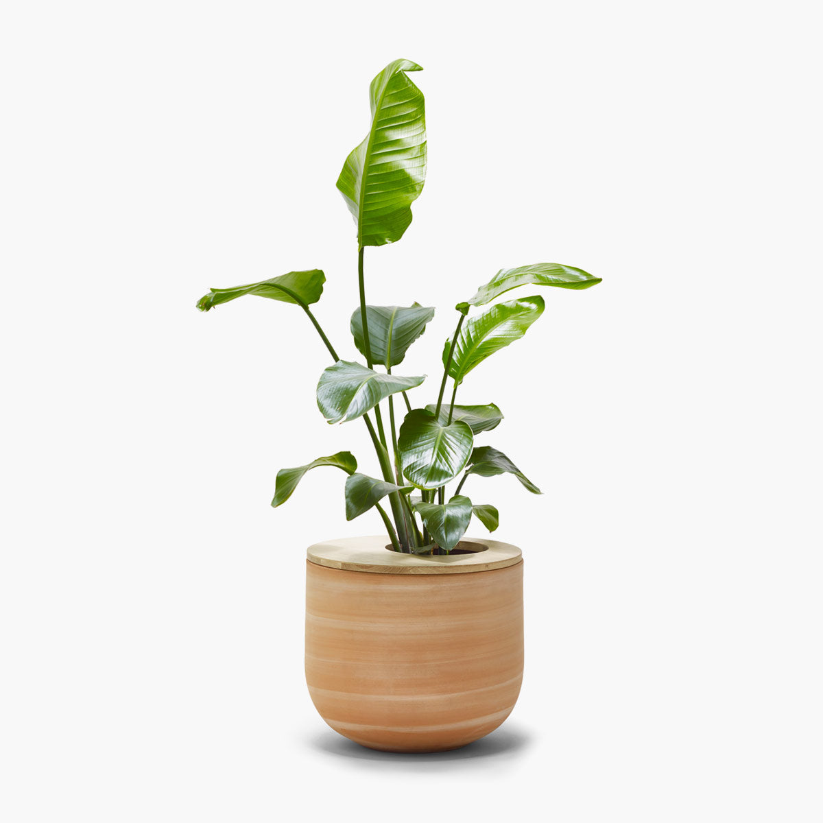 Lur Plant Pot